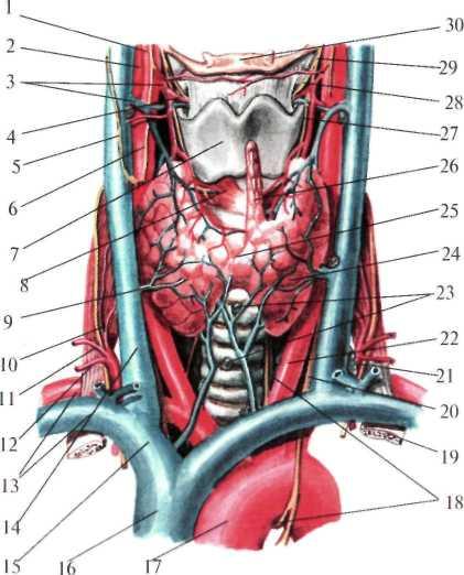 Артерии щитовидной железы. Артерии щитовидной железы анатомия. Кровоснабжение щитовидной железы топографическая. Нижняя щитовидная артерия.