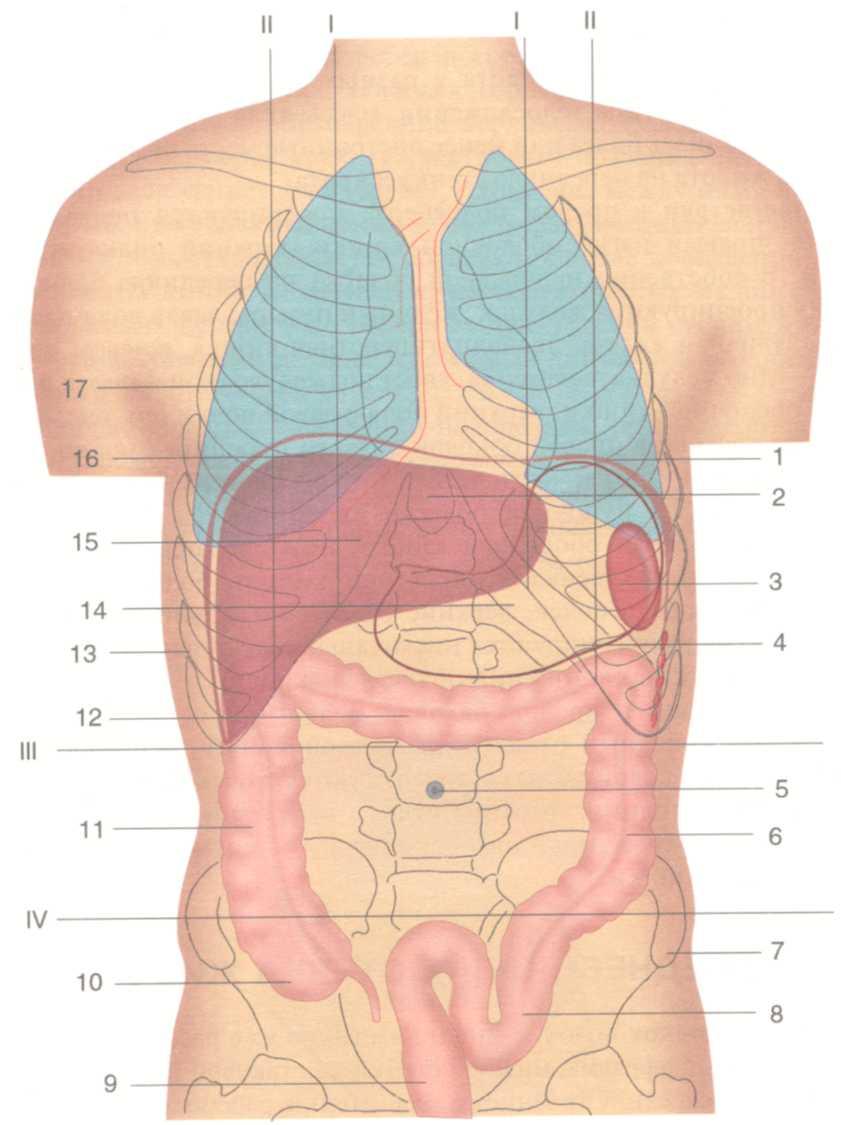 Какие органы расположены в нижней полости. Анатомия внутренних органов брюшной полости. Голотопия поджелудочной железы. Схема органов брюшной полости. Схема органов брюшной полости женщины.