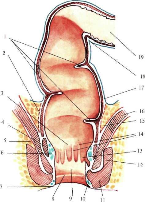 Строение прямой кишки и заднего прохода в разрезе у женщин фото