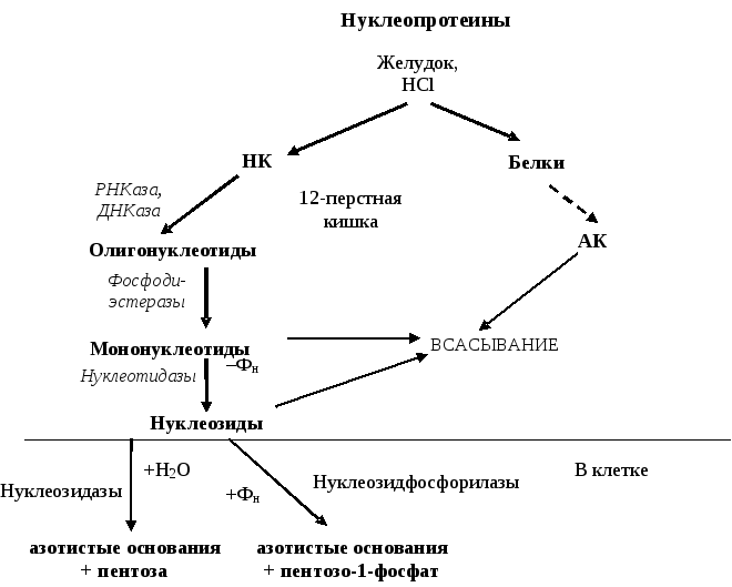 Переваривание нуклеиновых кислот Переваривание нуклеиновых кислот