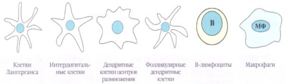 Презентация антигенов дендритными клетками