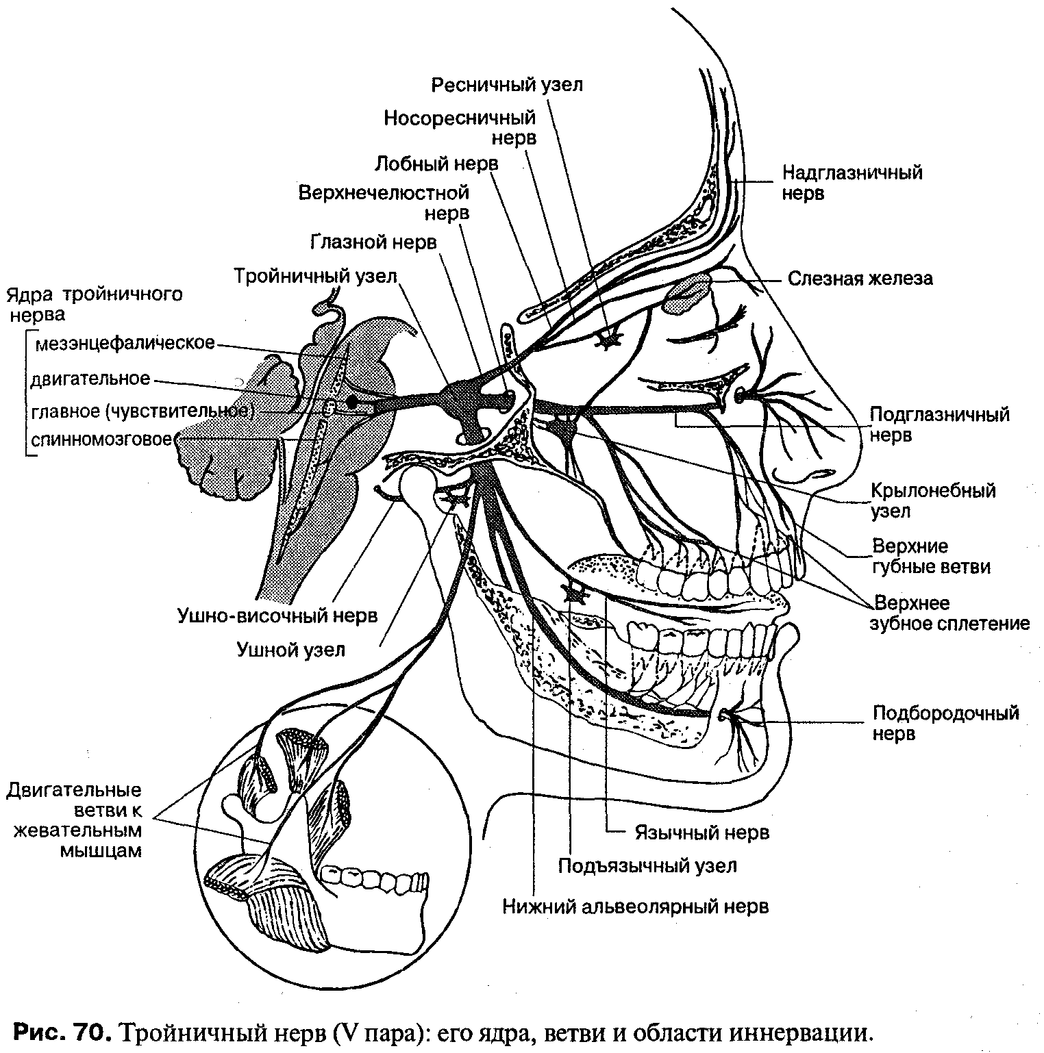 Троичный лицевой нерв. Ветви тройничного нерва анатомия. Схема проекции ветвей тройничного нерва. Иннервация тройничного нерва схема. Узлы тройничного нерва анатомия.