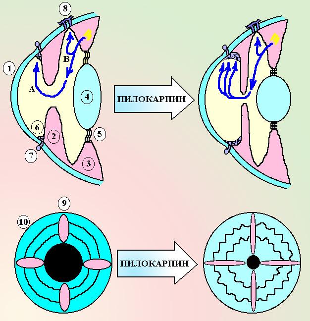 Действие глаз. Влияние пилокарпина на глаз. Пилокарпин фармакологические эффекты. Схема механизма действия пилокарпина. Влияние холиномиметиков на глаз.