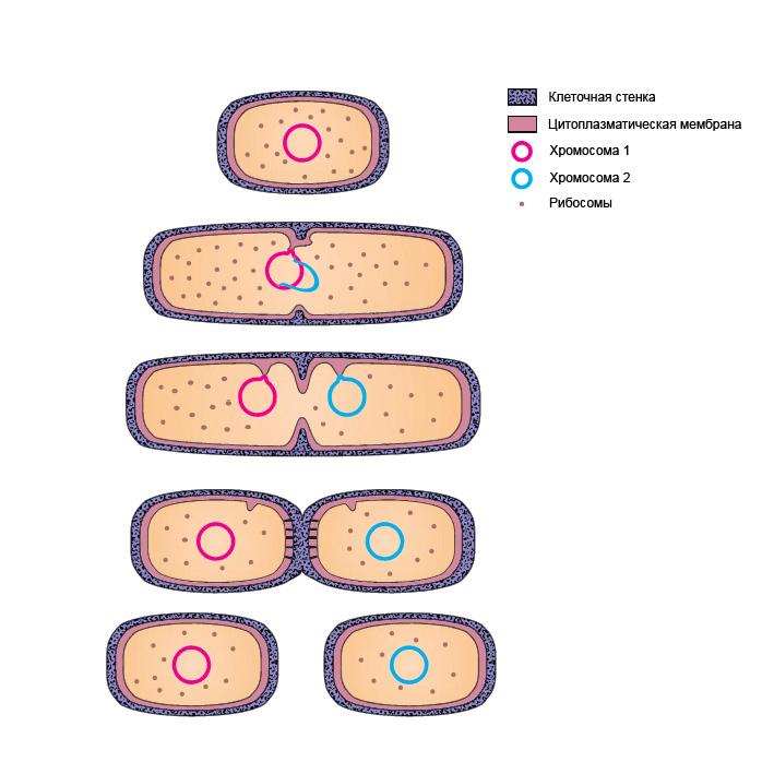 Деление клетки пополам. Бинарное деление бактерий схема. Размножение бактерий схема. Схема бинарного деления бактериальной клетки. Размножение бактерий прокариот.