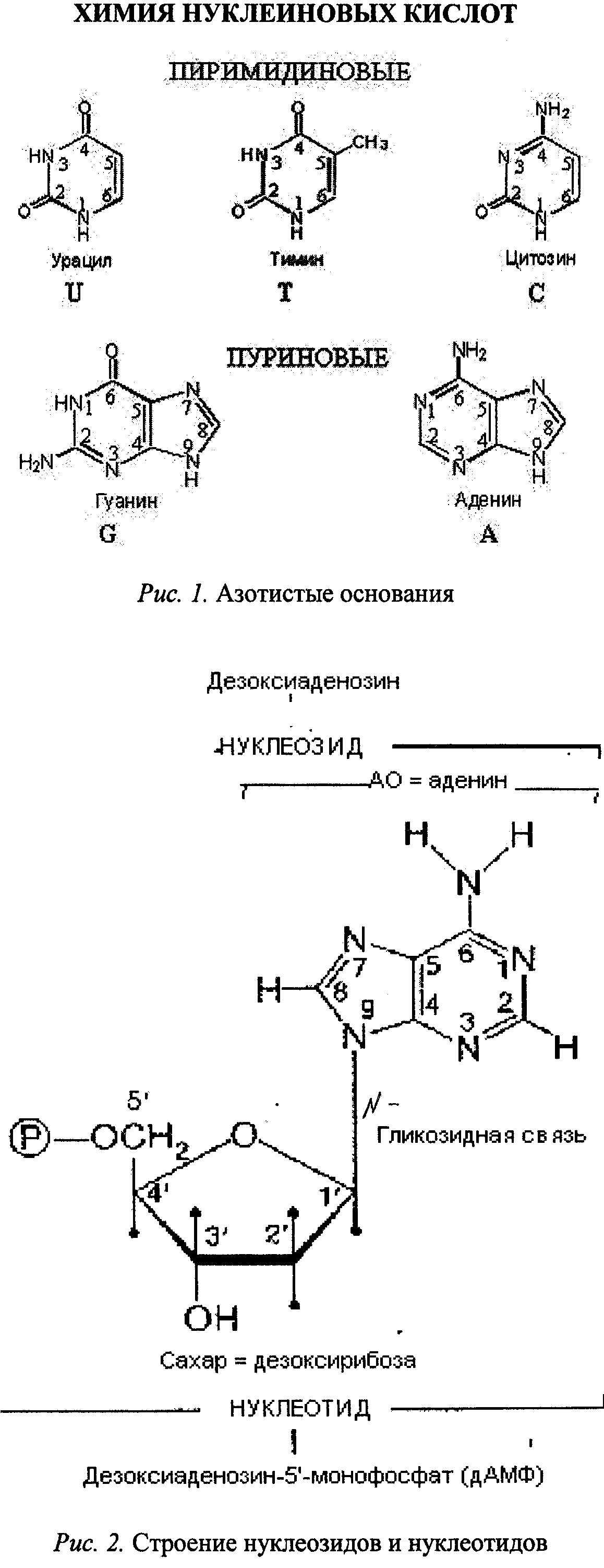 Азотистые основания нуклеиновых кислот. Пуриновые азотистые основания РНК. Пиримидиновые основания нуклеиновых кислот. Пуриновые и пиримидиновые основания РНК.