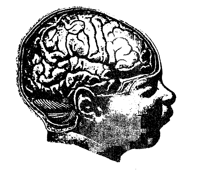 Ишемическая головного мозга новорожденного. Масса головного мозга новорожденного. Мозг новорожденного весит. Масса головного мозга новорожденного в среднем составляет.