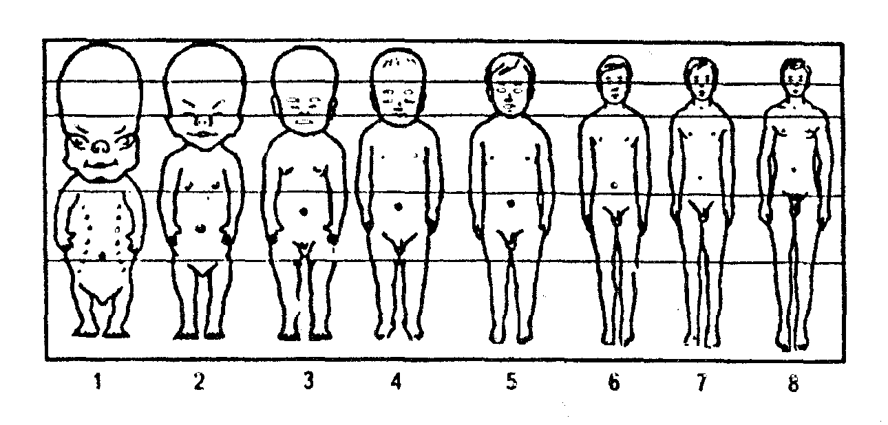 Месяцев первые изменения. Пропорции тела ребенка 5 лет. Пропорции тела ребенка 1-3 года-. Пропорции тела ребенка в 2 года. Изменения пропорции тела ребенка в различные возрастные периоды.