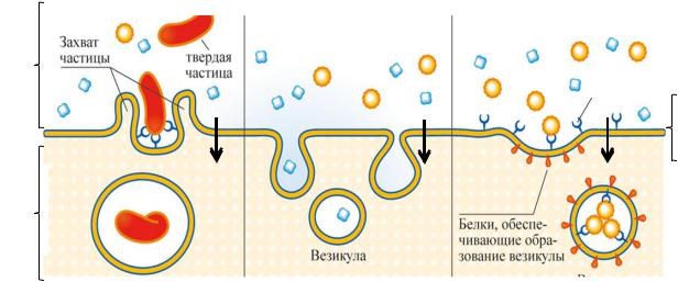 Фагоцитоз захват клеткой. Фагоцитоз пиноцитоз экзоцитоз. Пиноцитоз везикулы. Транспорт в мембранной упаковке. Мембранный экзоцитоз вещества.