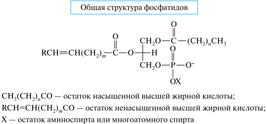 Лекция 02 Строение и свойства липидного бислоя мембран