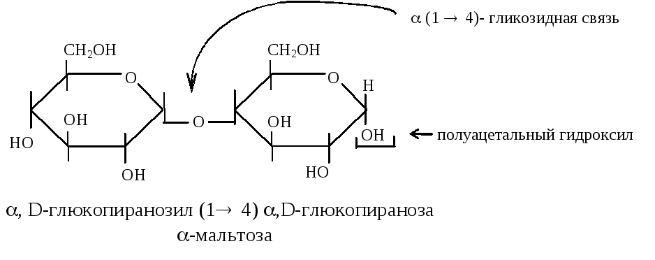 1 1 гликозидной связью. Α-1,4-гликозидные связи. Мальтоза Тип гликозидной связи. 1 4 Гликозидная связь. Гликозидная связь это биохимия.