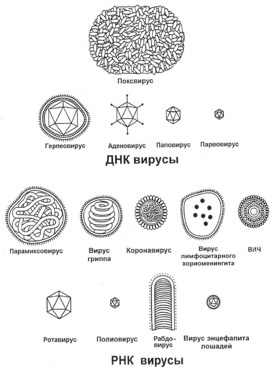 Картинки виды вирусов