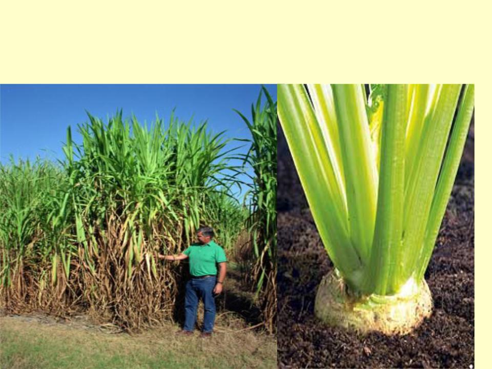 Сахарный тростник производство. Для сахарного тростника на сорго. Сахарный тростник и сахарная свекла. Сахароносные культуры. Сахароносные и Крахмалоносные культуры.