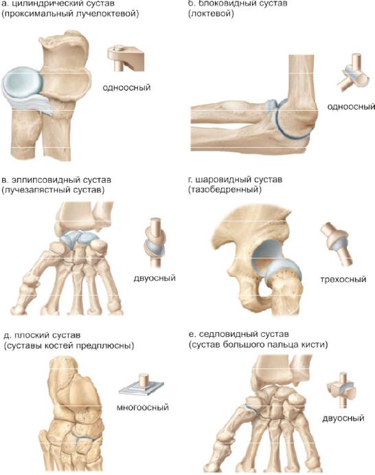 Какие есть суставы. Блоковидные и цилиндрические суставы. Классификация суставов комбинированный. Виды суставов человека анатомия. Комплексные и комбинированные суставы.