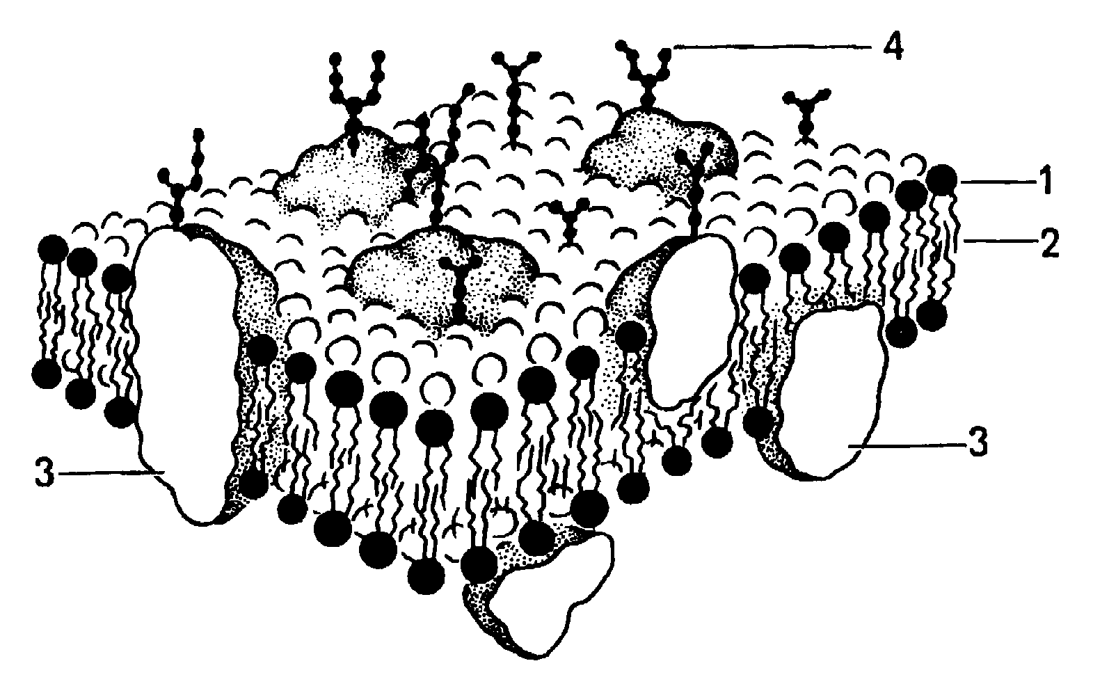 Лучшие липидные маски. Схема плазматической мембраны клетки. Структура клетки плазматическая мембрана. Мембрана строение плазмолемма. Плазматическая мембрана строение рисунок.