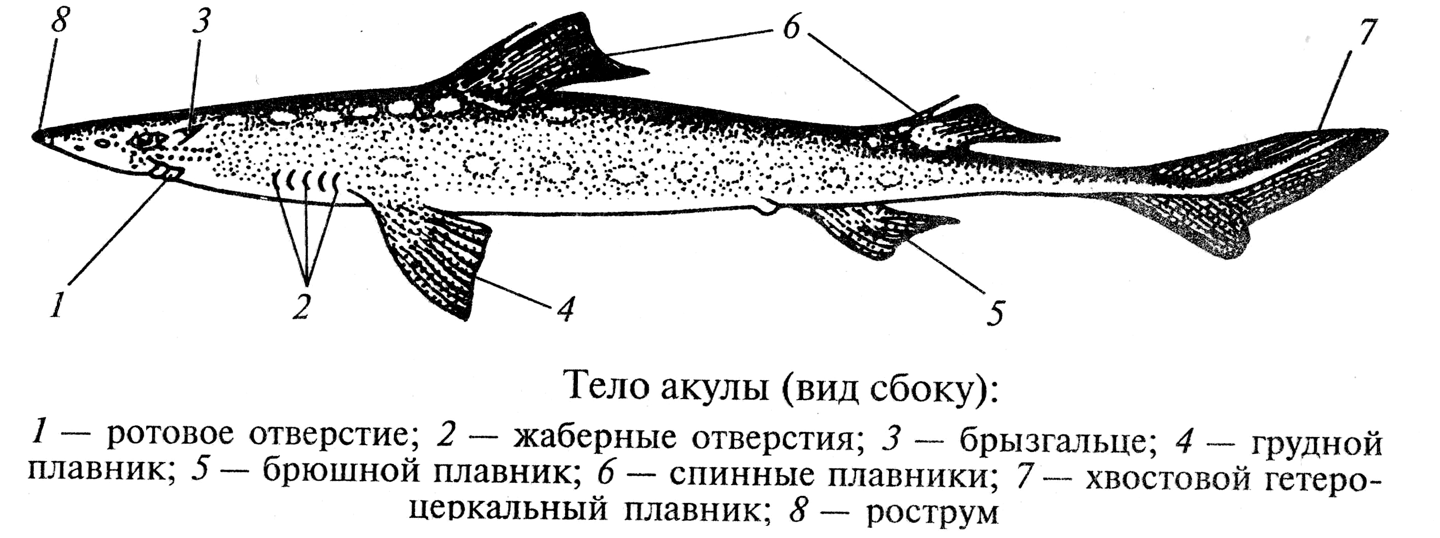 Рот хрящевые рыбы костные рыбы