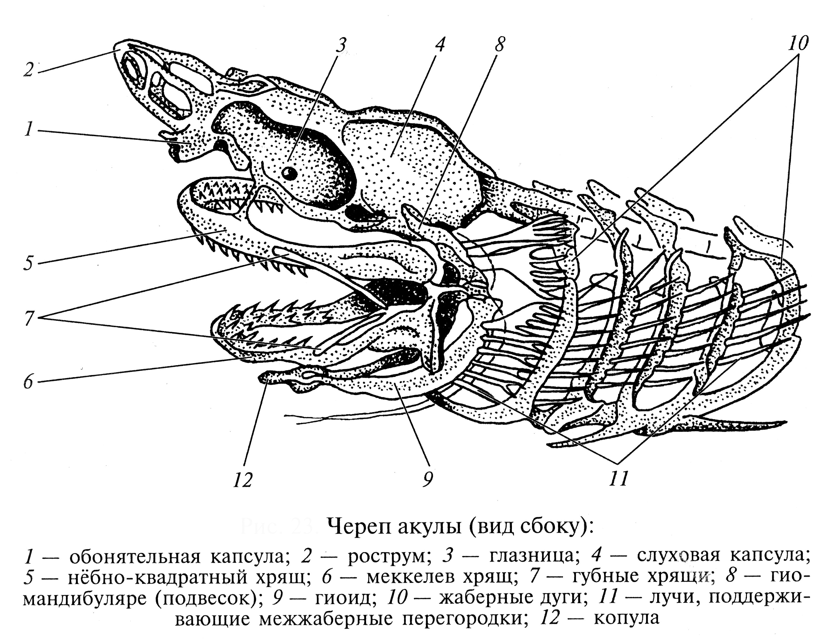 Позвоночник неподвижно соединен с черепом у рыб. Висцеральный скелет акулы. Строение черепа хрящевых рыб. Череп акулы сбоку строение. Строение скелета хрящевых рыб.