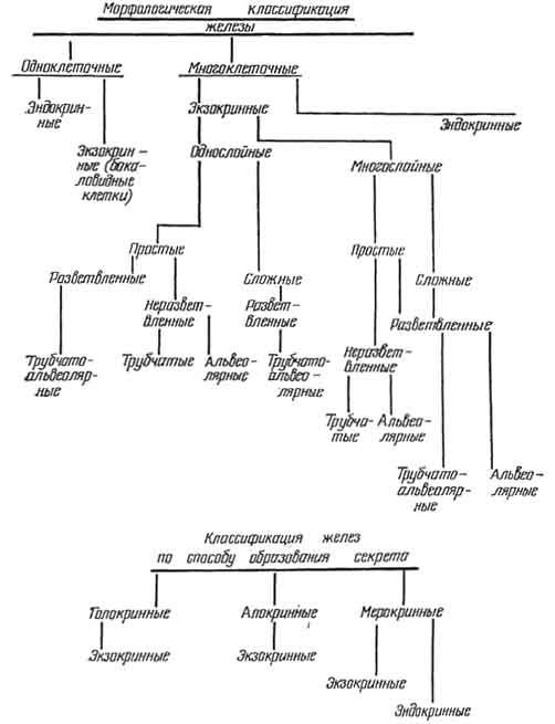 Железы классификация желез. Классификация экзокринных желез таблица. Классификация железистого эпителия гистология. Классификация желез гистология таблица. Схема морфологическая классификация экзокринных желез.