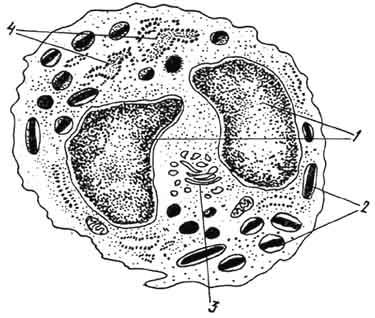 Схема строения плазмоцита