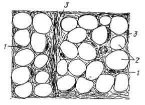 Соединительная жировая ткань рисунок