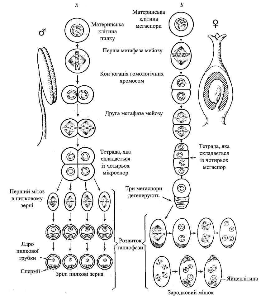 Спермии сосны образуются в результате. Спорогенез у растений схема. Гаметогенез у цветковых растений. Спорогенез покрытосеменных. Спорогенез и гаметогенез у цветковых растений.