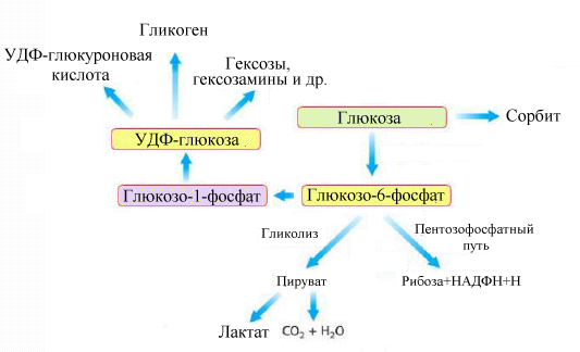 Общая схема источников и путей расходования глюкозы в организме