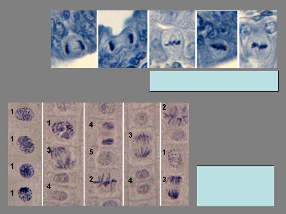Жизнь клетки до ее деления. Митоз животной клетки окраска железным гематоксилином. Митоз растительной клетки гистология. Митотическое деление растительной клетки гистология. Кариокинез растительных клеток препарат.