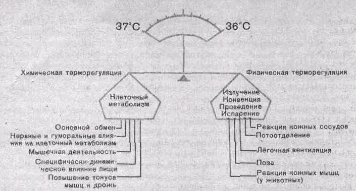 Продолжите схему терморегуляции повышение температуры окружающей среды