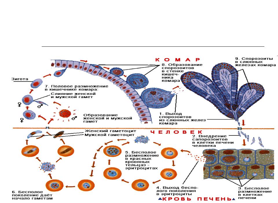 Малярийный плазмодий клетка. Малярийный плазмодий жизненный цикл промежуточный хозяин. Цикл малярийного плазмодия. Плазмодиум малярия жизненный цикл. Споровики малярийный плазмодий.