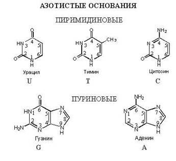 Переваривание нуклеиновых кислот в желудочно кишечном тракте