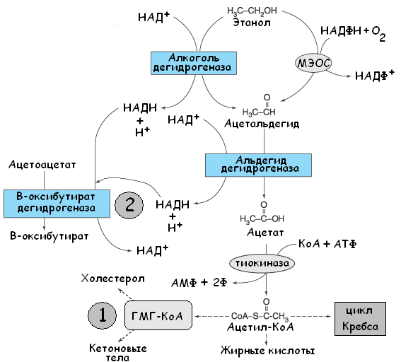 Алкогольные реакции. Метаболизм этанола схема биохимия. Общая схема метаболизма этанола. Схема катаболизма этанола. Распад этанола биохимия.