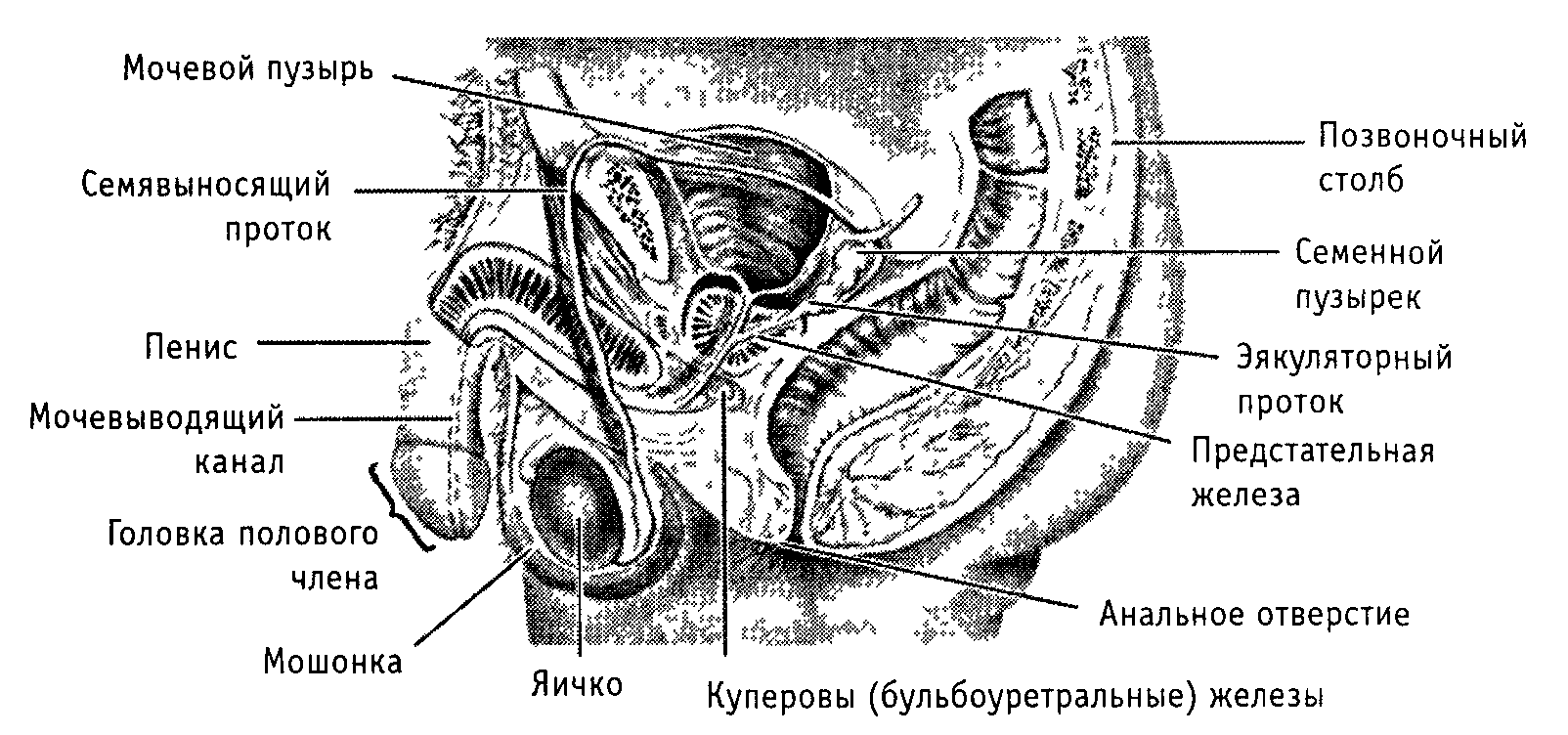 Варикоцеле