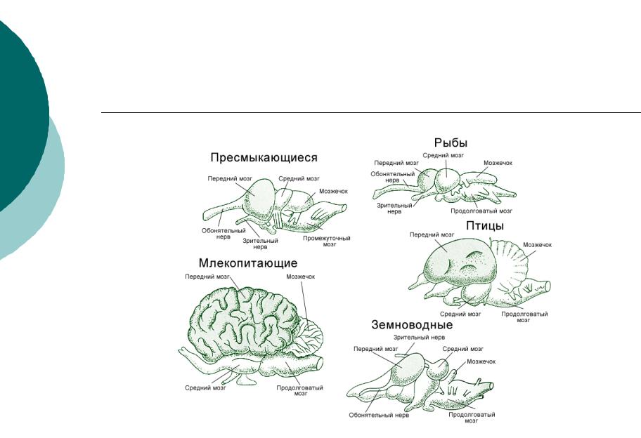 Таблица рептилии и млекопитающие. Строение головного мозга рептилий. Строение головного мозга амфибии. Филогенез нервной системы птиц. Строение нервной системы рептилий.