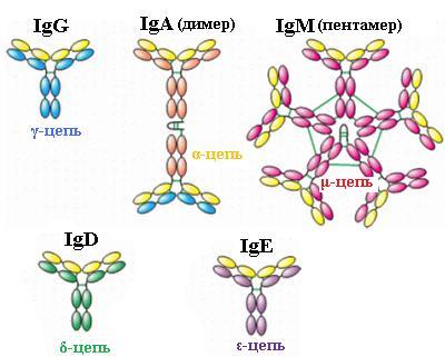 Иммуноглобулины iga igm. Строение молекулы иммуноглобулина g1. Иммуноглобулины-Пентамеры. Иммуноглобулин IGE схема строение. Структура молекулы иммуноглобулина.