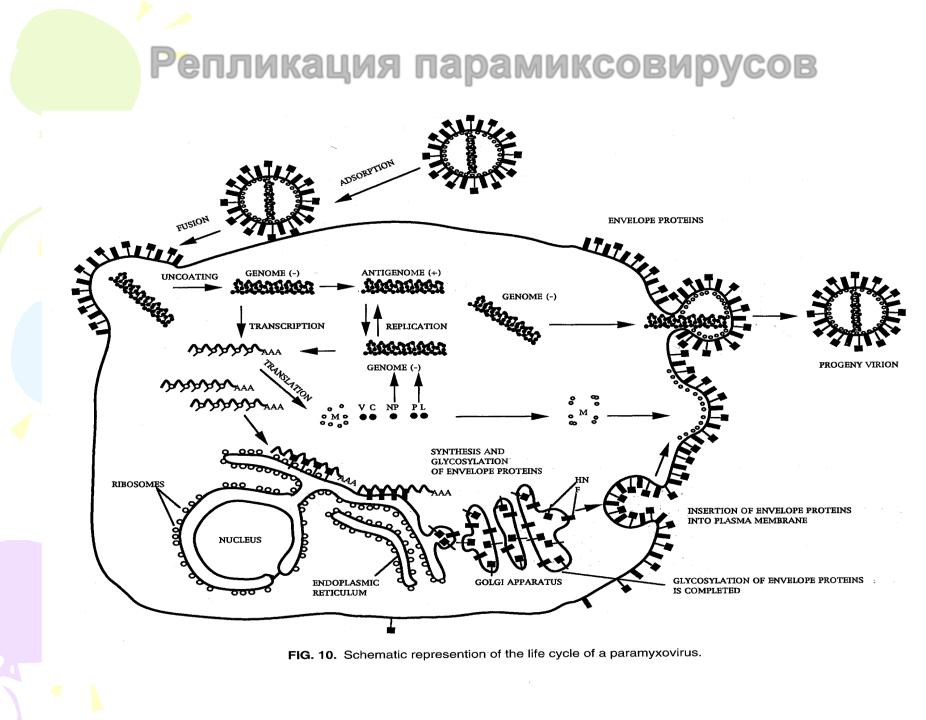 Схема строения парамиксовируса