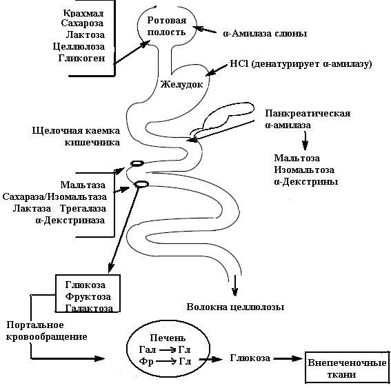 Жиры этапы пищеварения. Переваривание углеводов биохимия схема. Схема переваривания углеводов в ЖКТ. Схема переваривания и всасывания белков. Схема всасывания углеводов в кишечнике.