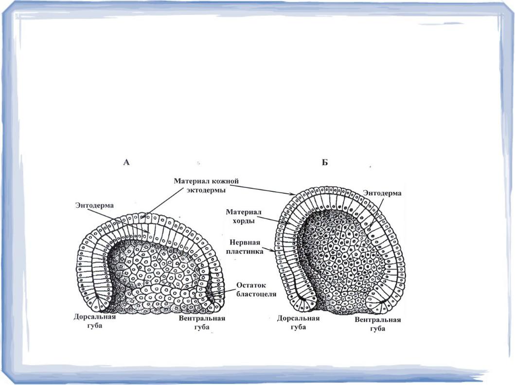 Нейрула ланцетника рисунок