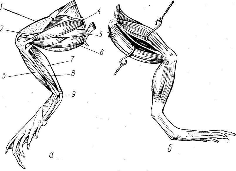 По схеме объясните медленное движение лягушки вперед по твердой поверхности левая передняя лапка