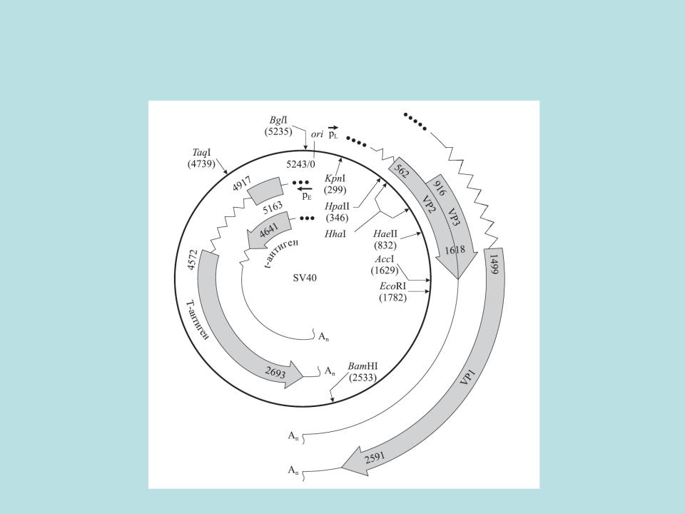 При расшифровке генома мартышки 40. Геном sv40. Вирус sv40. Векторы на основе вируса sv40. Ракового вируса SV-40.