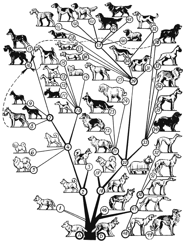 Происхождение породы животного. Генеалогическое дерево пород собак. Родословное дерево основных породных групп собак. Генеалогия пород собак. Генеалогическое Древо собак по породам.