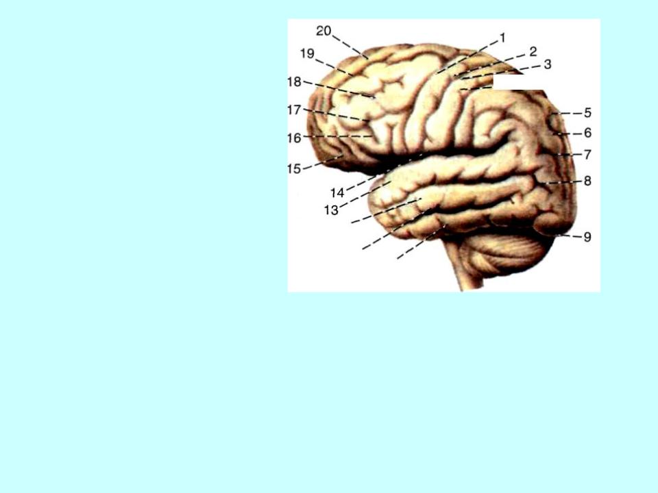 Функции лобной доли головного мозга человека. Роландова борозда. Борозды и извилины медиальной поверхности головного. Извилины лобной доли анатомия. Борозды доли извилины коры головного мозга.