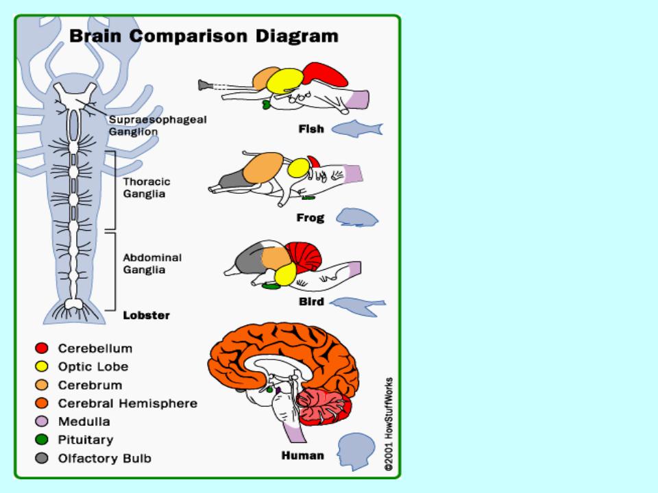 Представители трубчатой нервной системы. Нервная система хордовых таблица отделы головного мозга-. Головной мозг позвоночных состоит из 5 отделов. Строение головного мозга хордовых животных таблица. Хордовые строение головного мозга.