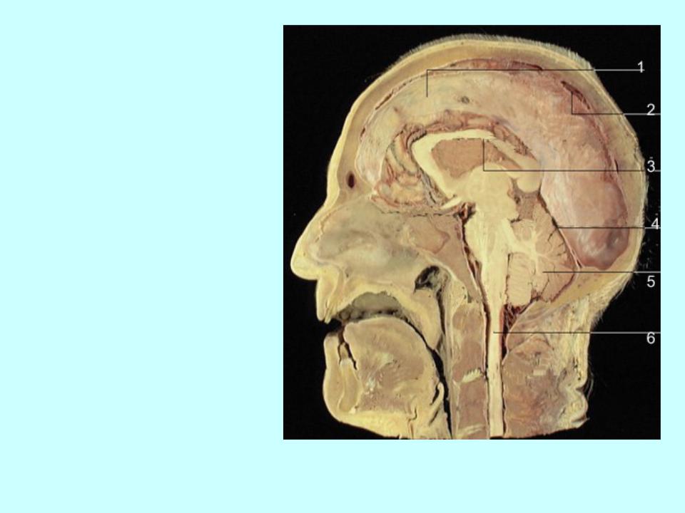 Мозг в черепной коробке. Мозг в черепной коробке анатомия. Головной мозг в полости черепа. Расположение головного мозга в черепе. Продолговатый мозг в черепе.