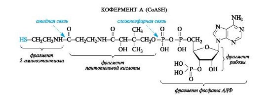 Синтез кофермента. Пантотеновая кислота формула кофермента. Структура ацетил коэнзим а. Пантотеновая кислота структура кофермента. Ацетил КОА формула.