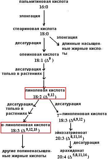 Синтез пальмитиновой