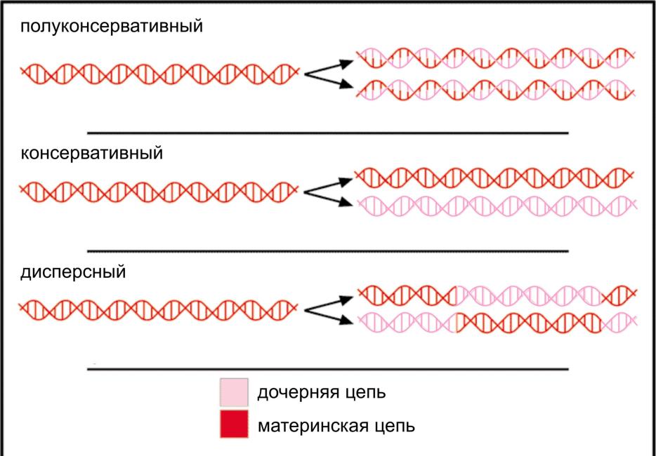 Рассмотрите рисунок 169 на котором представлена схема полуконсервативной репликации днк укажите