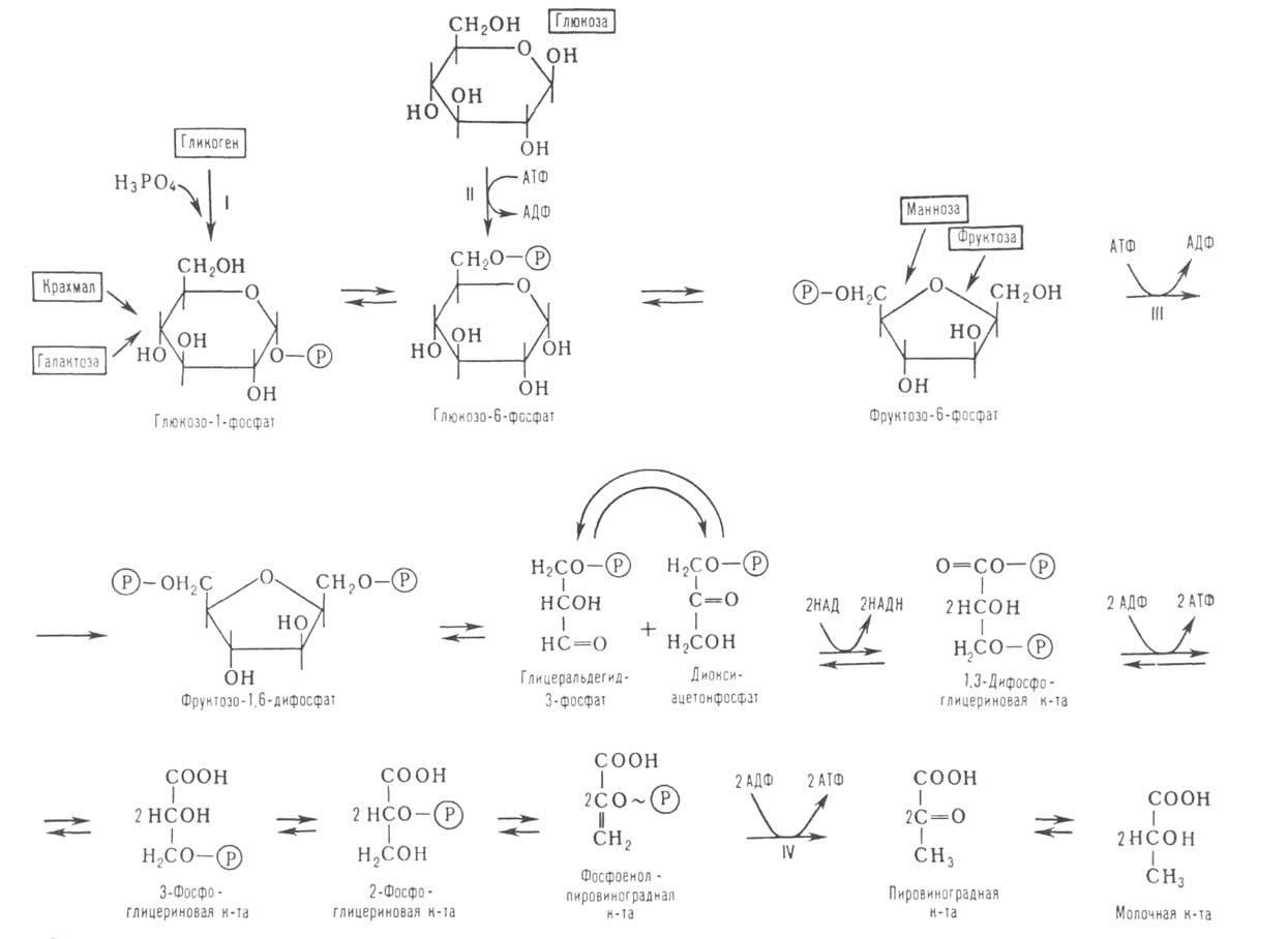 Гликолиз 6 атф. Схема гликолиза биохимия с ферментами. Гликолиз схема с ферментами. Гликолиз биохимия реакции схема. Гликолиз схема с формулами.