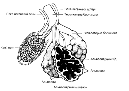 Схема строения ацинуса