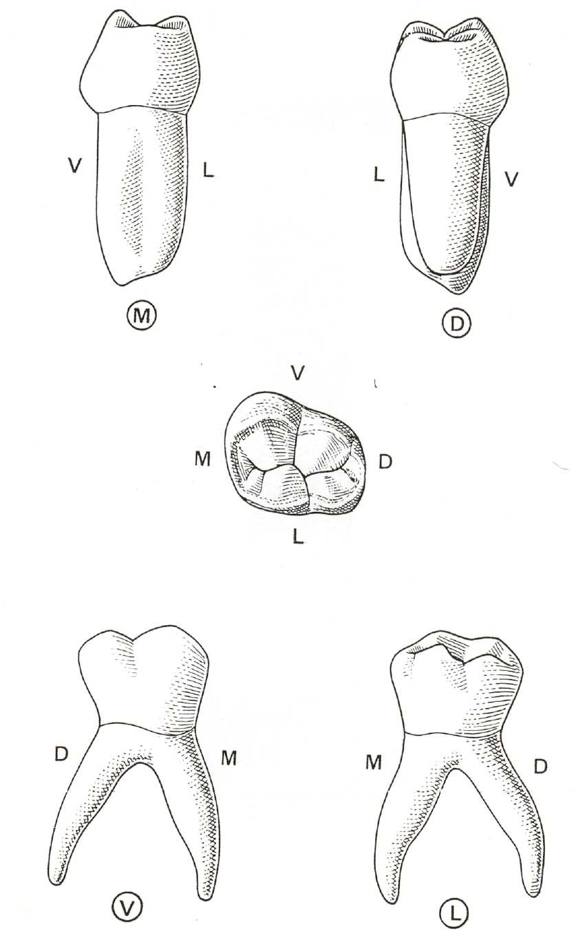 Премоляры и моляры предназначены для у млекопитающих. Моляр зуб нижней челюсти. Моляры и премоляры. Третий Нижний моляр анатомия.