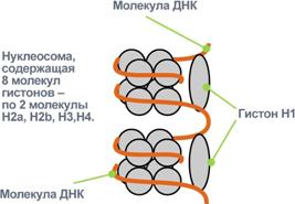 Гистоны