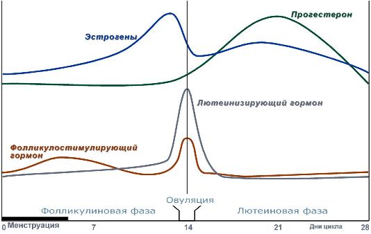 Тестостерон гормон у женщин норма по возрасту таблица 59 фото
